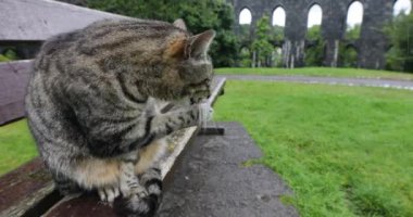 Yağmurlu bir günde İskoç parkında sokak kedisi.