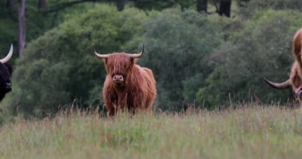 Zwierzęta domowe krowy na łonie natury. Nagranie 4k. — Wideo stockowe