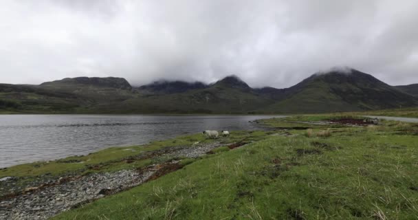 Malownicze łąki Szkocji z owcami w tradycyjnym krajobrazie. — Wideo stockowe