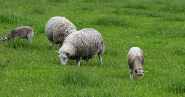 Prairies écossaises pittoresques avec moutons dans un paysage traditionnel. Images 4K . — Video