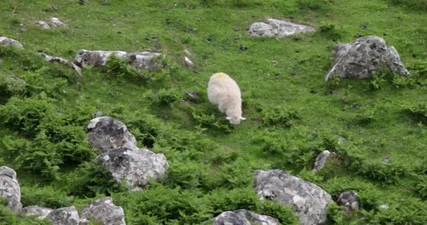 Escénicos prados de Escocia con ovejas en el paisaje tradicional. Filmación 4K . — Vídeo de stock