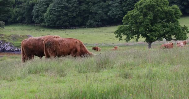 Animaux domestiques vaches sur la nature. Images 4K .