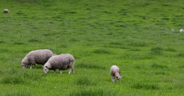 Landschaftlich reizvolle schottische Weiden mit Schafen in traditioneller Landschaft. 4k Verfilmung. — Stockvideo