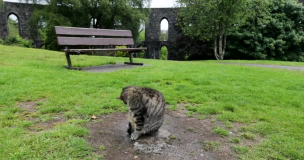 Gato de rua no parque escocês em dia chuvoso. Filmagem 4K . — Vídeo de Stock