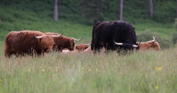 Zwierzęta domowe krowy na łonie natury. Nagranie 4k. — Wideo stockowe