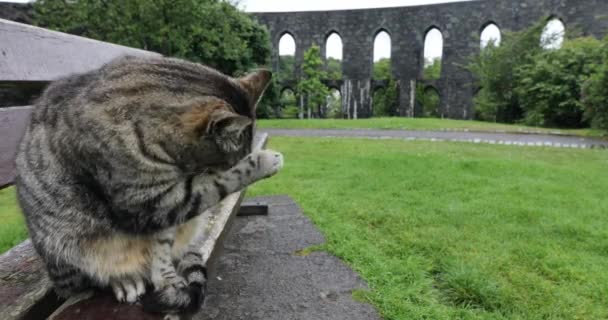Utcai macska a skót parkban esős napokon. 4k felvétel. — Stock videók