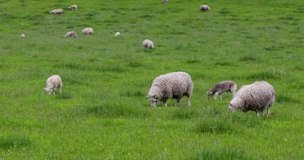 Scenic Schotland weiden met schapen in het traditionele landschap. 4k Beelden. — Stockvideo