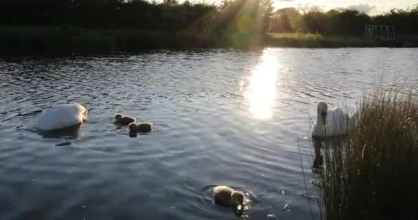 Svanar familj i dammen i stadsparken. — Stockvideo