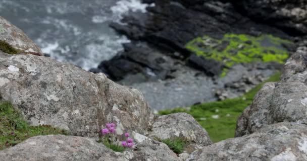 Traditionelle schottische Bergblumen aus nächster Nähe. 4k Verfilmung. — Stockvideo
