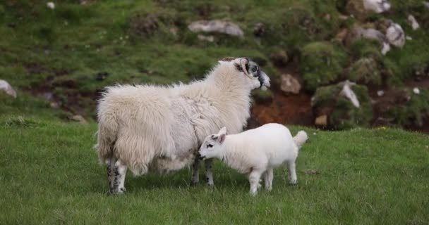 Malownicze łąki Szkocji z owcami w tradycyjnym krajobrazie. — Wideo stockowe