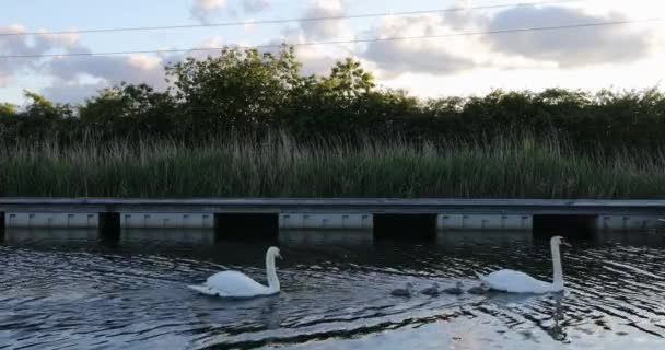 Familia de los cisnes en el estanque del parque de la ciudad . — Vídeos de Stock
