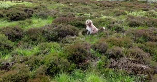 Skotsk hund sitter i fält i vinden. — Stockvideo