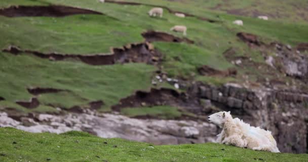 Scénická Skotská louka s ovcemi v tradiční krajině. 