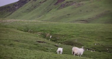 Geleneksel manzarada koyunlu İskoçya çayırları. 