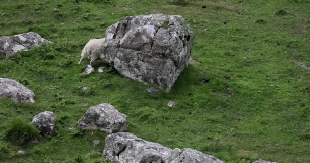 Geleneksel manzarada koyunlu İskoçya çayırları. — Stok video