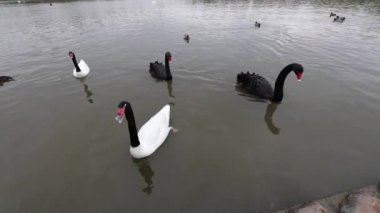 Şehir parkındaki gölde siyah kuğular. Yavaş Hareket Görüntüsü.