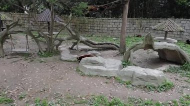 Şangay Hayvanat Bahçesi 'nde küçük bir Kızıl Panda. Yavaş Hareket Görüntüsü.