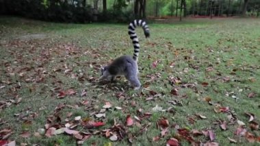 Lemur tropikal parkta vahşi doğada. Yavaş Hareket Görüntüsü.