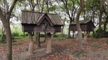 Lemur tropikal parkta vahşi doğada. Yavaş Hareket Görüntüsü.