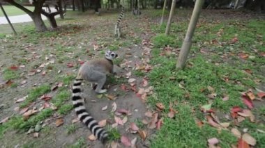 Lemur tropikal parkta vahşi doğada. Yavaş Hareket Görüntüsü.