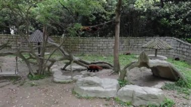 Şangay Hayvanat Bahçesi 'nde küçük bir Kızıl Panda. Yavaş Hareket Görüntüsü.