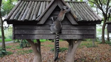 Lemur tropikal parkta vahşi doğada. Yavaş Hareket Görüntüsü.