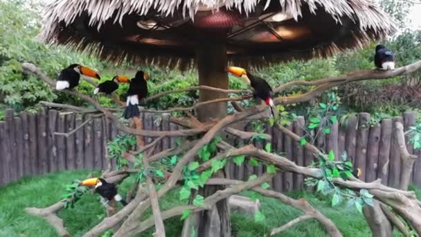 상하 이 동물원의 이국적 인 새들. 느린 동작의 발자국. — 비디오