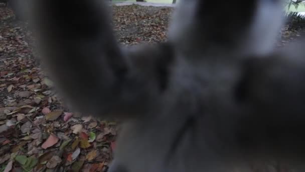 Lémurien sauvage au parc tropical. Images de ralenti . — Video