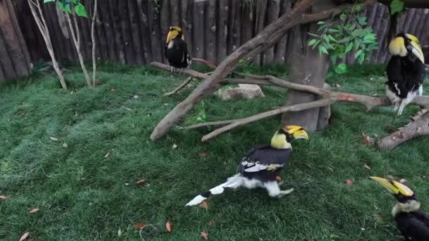 Экзотические птицы в Шанхайском зоопарке. Slow Motion Footage . — стоковое видео