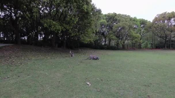 Lemur ve volné přírodě v tropickém parku. Zpomalené záběry. — Stock video