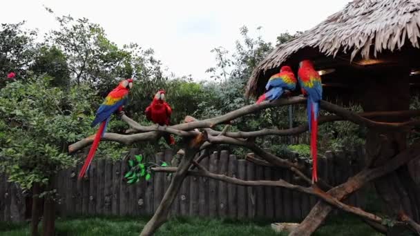 Oiseaux exotiques dans le zoo de Shanghai. Images de ralenti . — Video