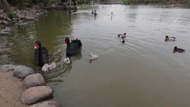 Svarta svanar i dammen i stadsparken. Fotografier av långsamma rörelser. — Stockvideo