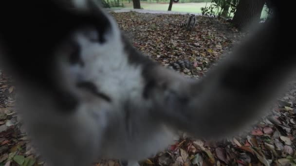 Maki in het wild in het tropische park. Slow Motion Beelden. — Stockvideo