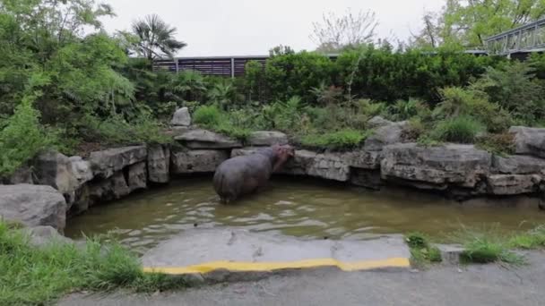 Hippopotamus in a reservoir of the Shanghai Zoo. Slow Motion Footage. — Stock Video