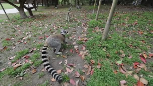 Lemur tropikal parkta vahşi doğada. Yavaş Hareket Görüntüsü. — Stok video