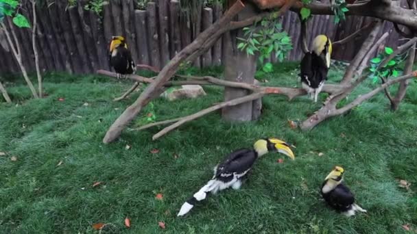 Egzotikus madarak a Sanghaji Állatkertben. Lassított mozgású felvétel. — Stock videók