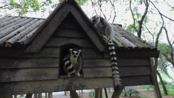 Lemur ve volné přírodě v tropickém parku. Zpomalené záběry. — Stock video