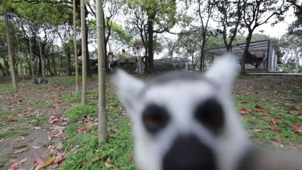 Lemur ve volné přírodě v tropickém parku. Zpomalené záběry. — Stock video