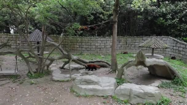 Şangay Hayvanat Bahçesi 'nde küçük bir Kızıl Panda. Yavaş Hareket Görüntüsü. — Stok video