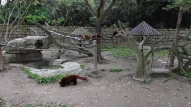 Şangay Hayvanat Bahçesi 'nde küçük bir Kızıl Panda. Yavaş Hareket Görüntüsü.