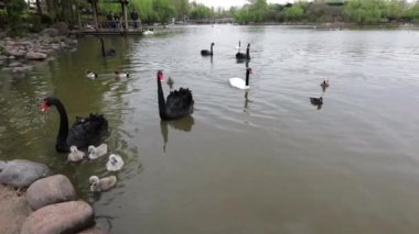 Şehir parkındaki gölde siyah kuğular. Yavaş Hareket Görüntüsü.