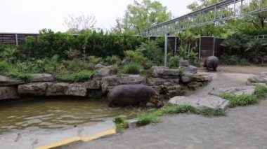 Su aygırı, Şangay Hayvanat Bahçesi 'nin su deposunda. Yavaş Hareket Görüntüsü.