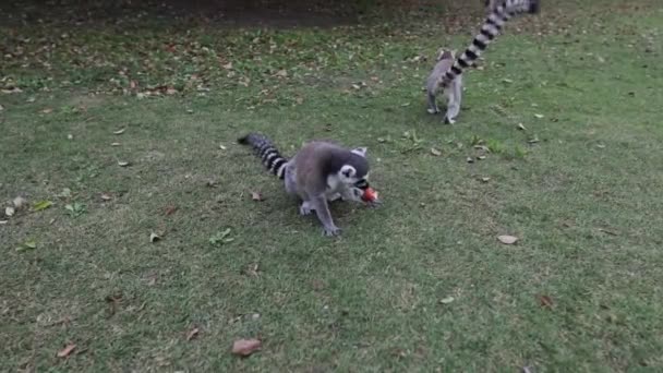 Lemur tropikal parkta vahşi doğada. Yavaş Hareket Görüntüsü. — Stok video