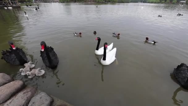 Черные лебеди в пруду городского парка. Slow Motion Footage . — стоковое видео