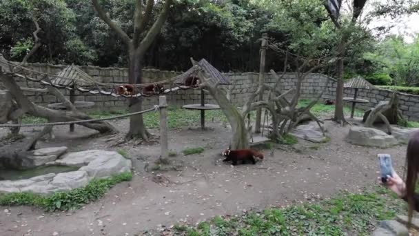 Şangay Hayvanat Bahçesi 'nde küçük bir Kızıl Panda. Yavaş Hareket Görüntüsü. — Stok video