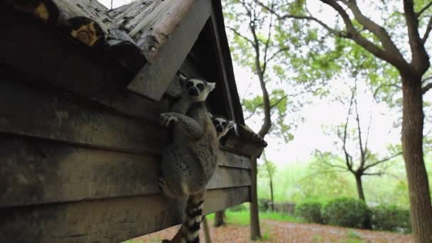 Lemur tropikal parkta vahşi doğada. Yavaş Hareket Görüntüsü. — Stok video