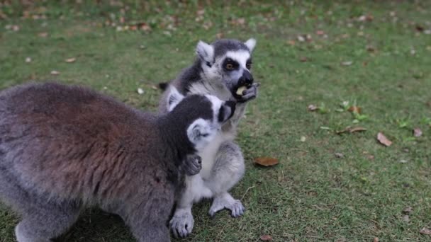 Lemur dziki w tropikalnym parku. Filmik o zwolnionym tempie. — Wideo stockowe