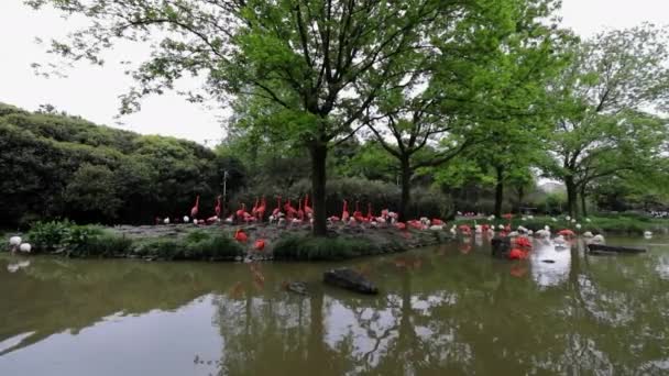 Flamingo w zoo w Szanghaju. Filmik o zwolnionym tempie. — Wideo stockowe