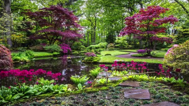 Tradiční japonská zahrada v Haagu. Záběry 4K.
