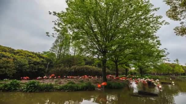 Flamingo w zoo w Szanghaju. Upływ czasu 4K. — Wideo stockowe